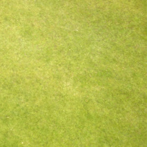 grass