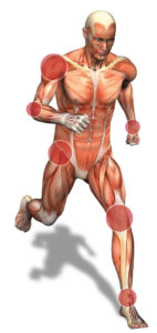Human Anatomy - RegenOrthoSport