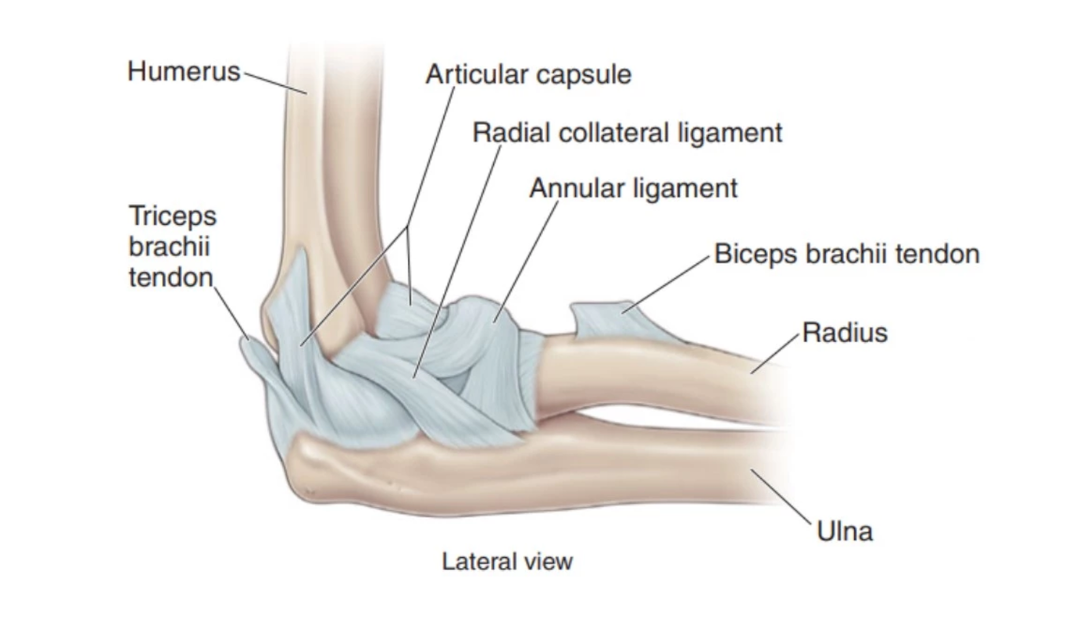 Tendons and Ligaments of the Elbow