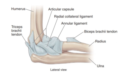 Unraveling the Complexity: A Guide to Understanding Tendons and Ligaments of the Elbow